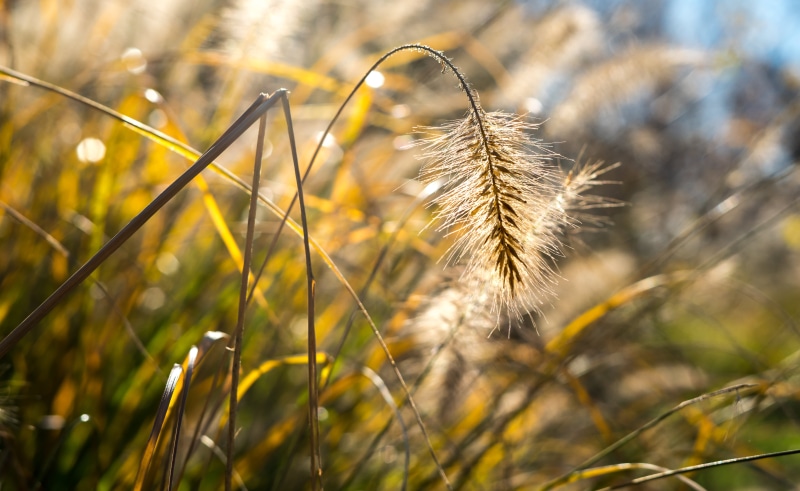 agriculture, growth, plant, gold Colored, field, 5K, leaf, wheat, rural Scene, photo, focus, autumn, grass, selective, season, nature, summer, outdoors