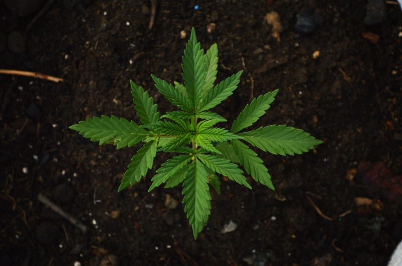 symmetry, cannabis, marijuana, food and drink, gardening, grass, outdoors, freshness, day, plants, herb, no people, growth, healthcare and medicine, maria