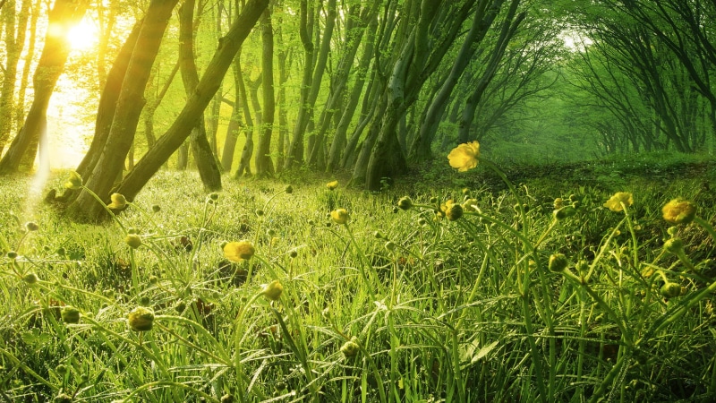 tranquil scene, forest, nature, growth, plant, land, yellow flowers, yellow, trees, non-urban scene, green, 1080P, petaled, tranquility, scenics - nature