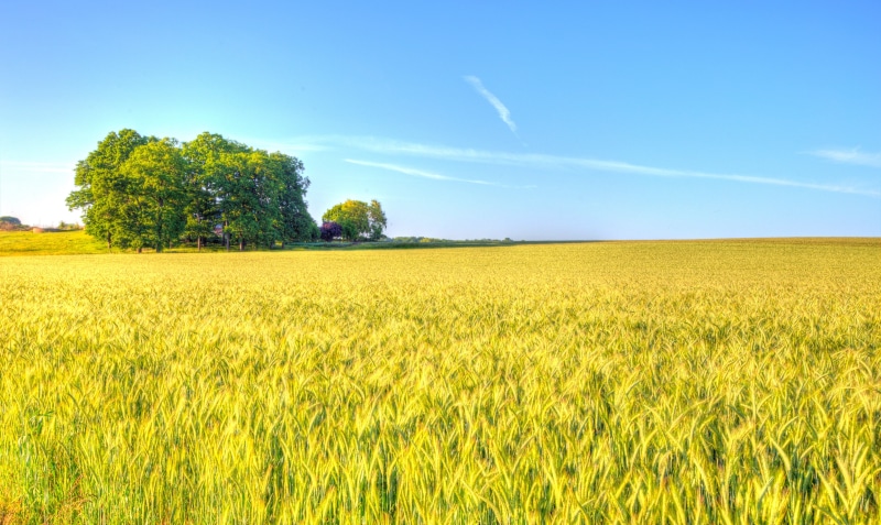 nature, growth, summer, 5K, landscape, cereal Plant, blue, Farmland, wheat, sky, land, yellow, farm, Evening, crop, green field, green, outdoors, field