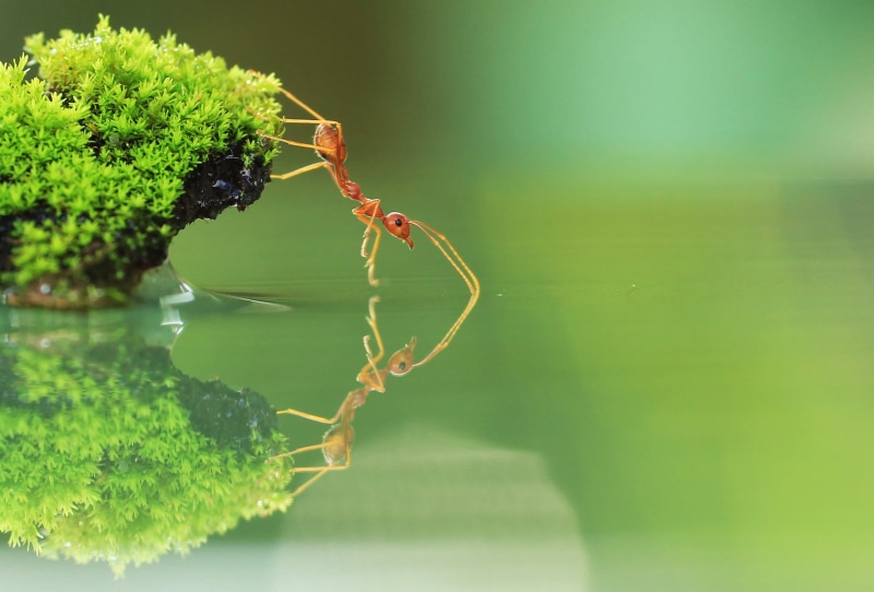 Red Ant, beautiful, body, green, fire ant, ant, water, macro photography, nature, fire, near, red, insect, body of water, calm, grass, drinking, closeup