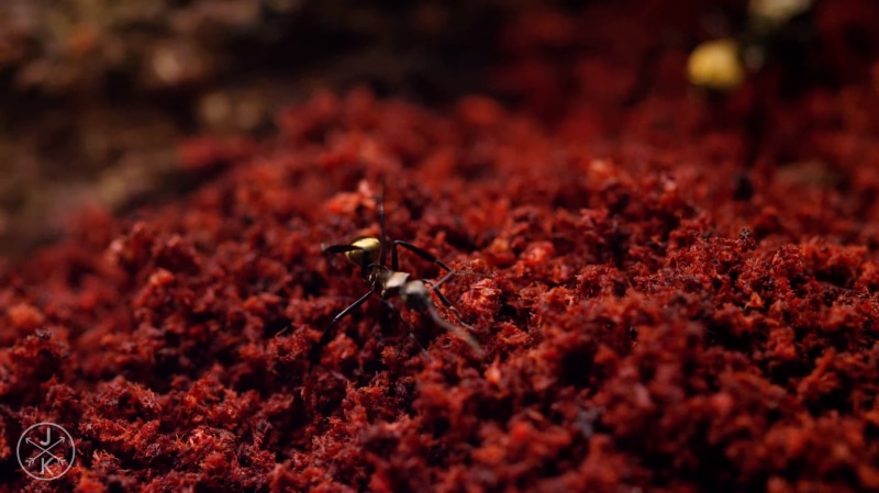 animal wildlife, ant, nature, close-up, selective focus, animal body part, day, no people, outdoors, 720P, food, insect, plant, invertebrate, one animal