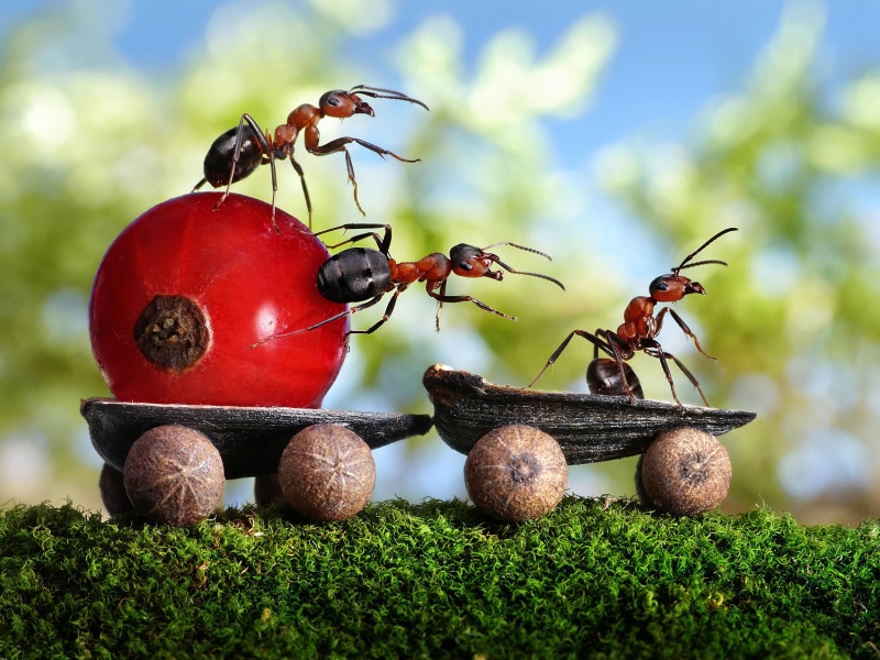 macro, food, ripe, red, healthy eating, day, no people, outdoors, freshness, plant, close-up, insect, plant part, red currant, tree, ants, moss, fruit