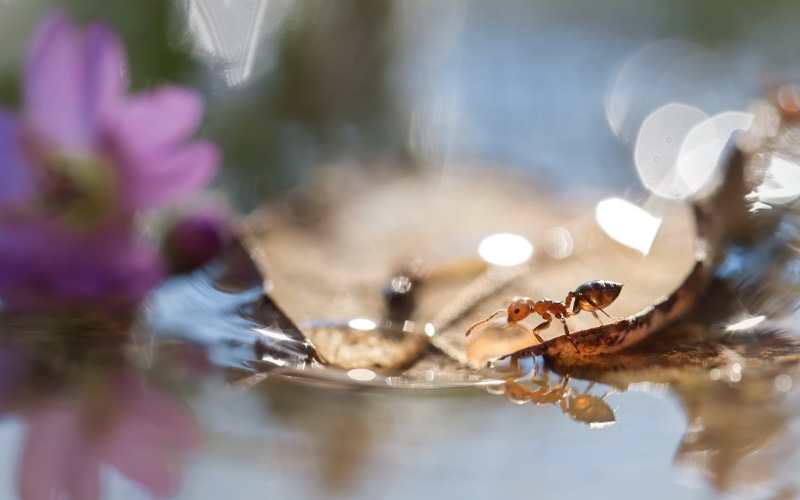 fragility, ants, animals in the wild, reflection, insect, animal wildlife, flowering plant, selective focus, water, close-up, purity, animal, plants, day