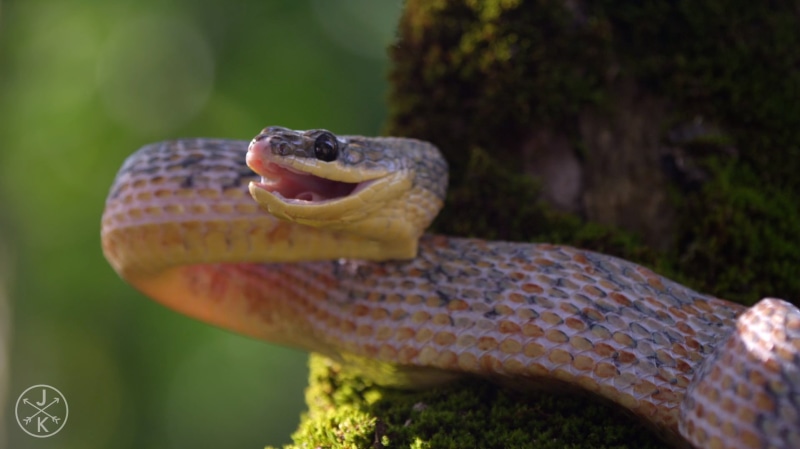 day, vertebrate, focus on foreground, mouth open, mouth, snake, animal wildlife, reptile, serpent, ants, one animal, animal body part, reptiles, animal
