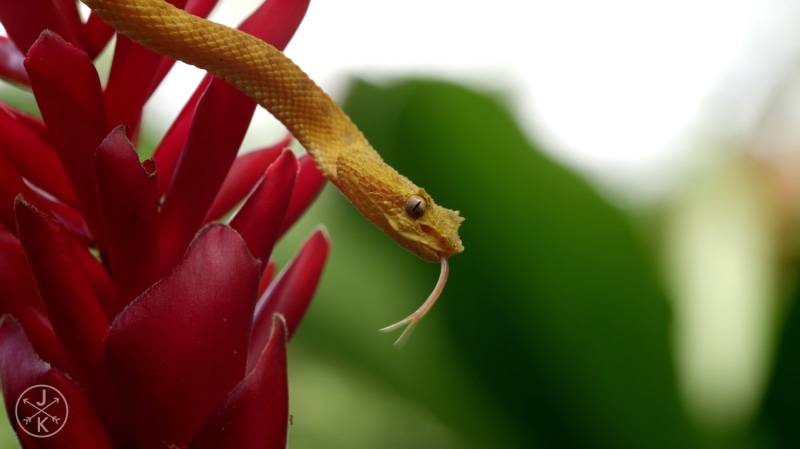 close-up, serpent, animals in the wild, day, 720P, red, focus on foreground, yellow, green, reptiles, plants, animal wildlife, no people, animal themes