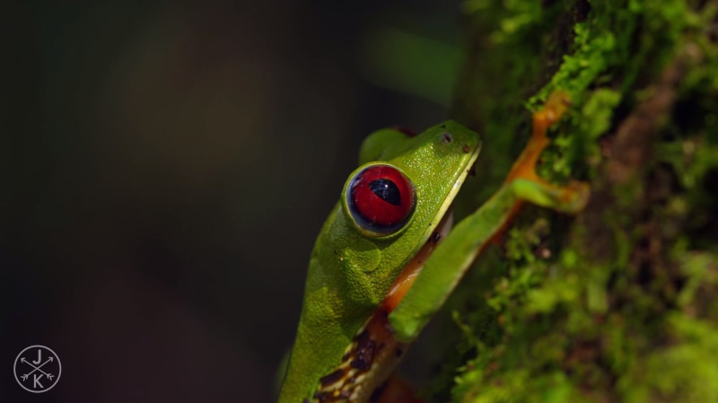 nature, amphibian, red, animals, 720P, green, ants