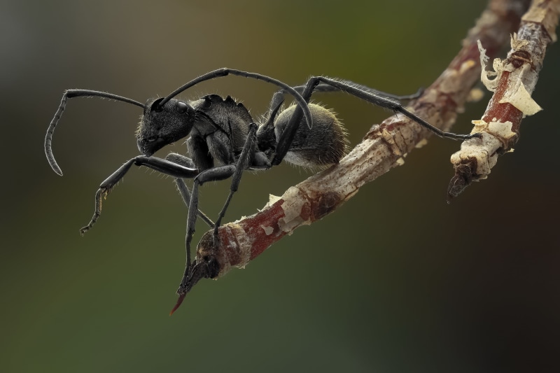 branch, black Color, plant part, forest, studio shot, animal wildlife, ant, brown, fragility, no people, hair, tree, wilted plant, macro, legs, red, backgrounds