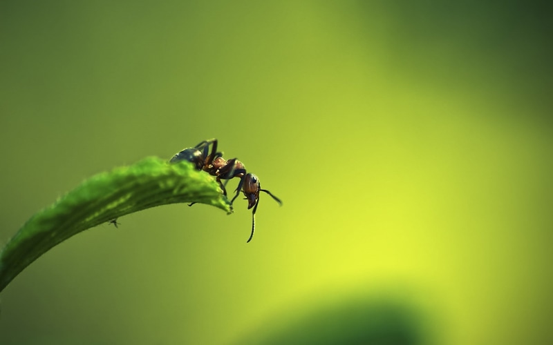 ants, animals, insect, macro, nature, 1080P
