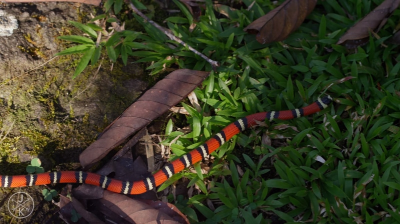 plant, real people, one person, field, low section, tree, serpent, leaf, human body part, outdoors, animals, lifestyles, reptiles, high angle view, ants