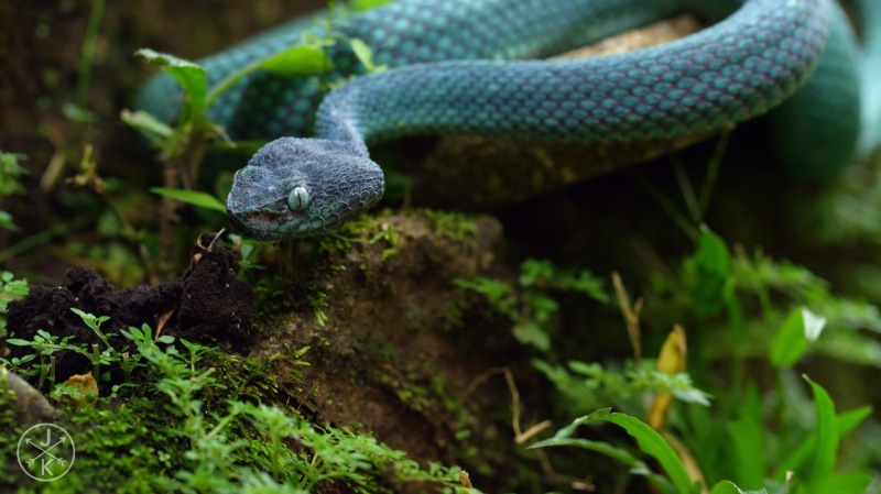 ants, reptiles, nature, serpent, red, 720P, green, animals