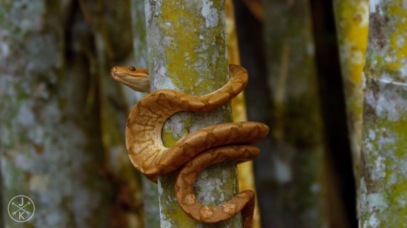 rusty, red, outdoors, nature, 720P, animals, metal, creativity, old, entrance, no people, day, close-up, ants, door, serpent, tree, architecture, trunk