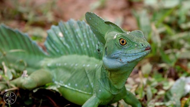 animal, animals in the wild, day, reptile, no people, close-up, reptiles, green color, animals, leaf, ants, looking, looking away, 720P, one animal, animal scale