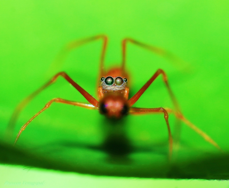 ant, spider, close-up, CLOSE ENCOUNTER, RED ANT, CLOSEUP, macro, carnivore, brown, nature, insect, macro photography, brown spider, EYES, wildlife, red