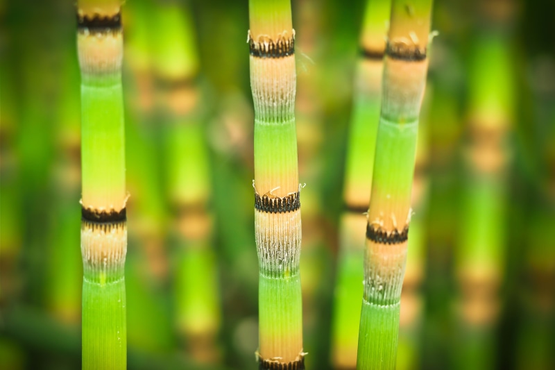 asia, stalk, photography, macro, selective, bright, green color, focus on foreground, flora, bamboo, 4K, plant stem, sugarcanes, green, blade of grass
