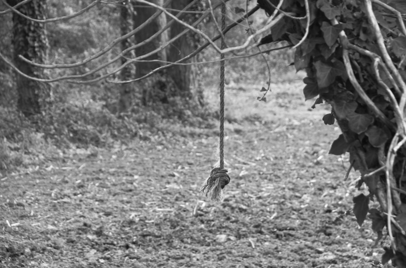 no people, ropes, node, land, rope, wood, tree, hanging, field, leaf, nature, tie, animal, branches, animal themes, black and white, branch, growth, plant part