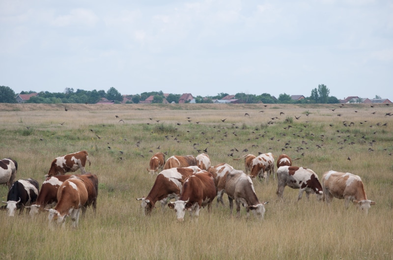 nature, herd, environment, livestock, vertebrate, land, cows, sky, nodes, mammal, animal themes, domestic animals, plant, no people, field, large group of animals