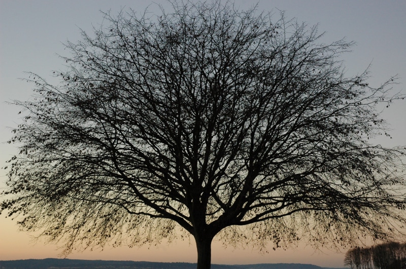 scenics - nature, asymmetrical balance, tree, beauty, washington, stand, beach, tranquil scene, low angle view, tree trunk, data structure, plant, bare tree
