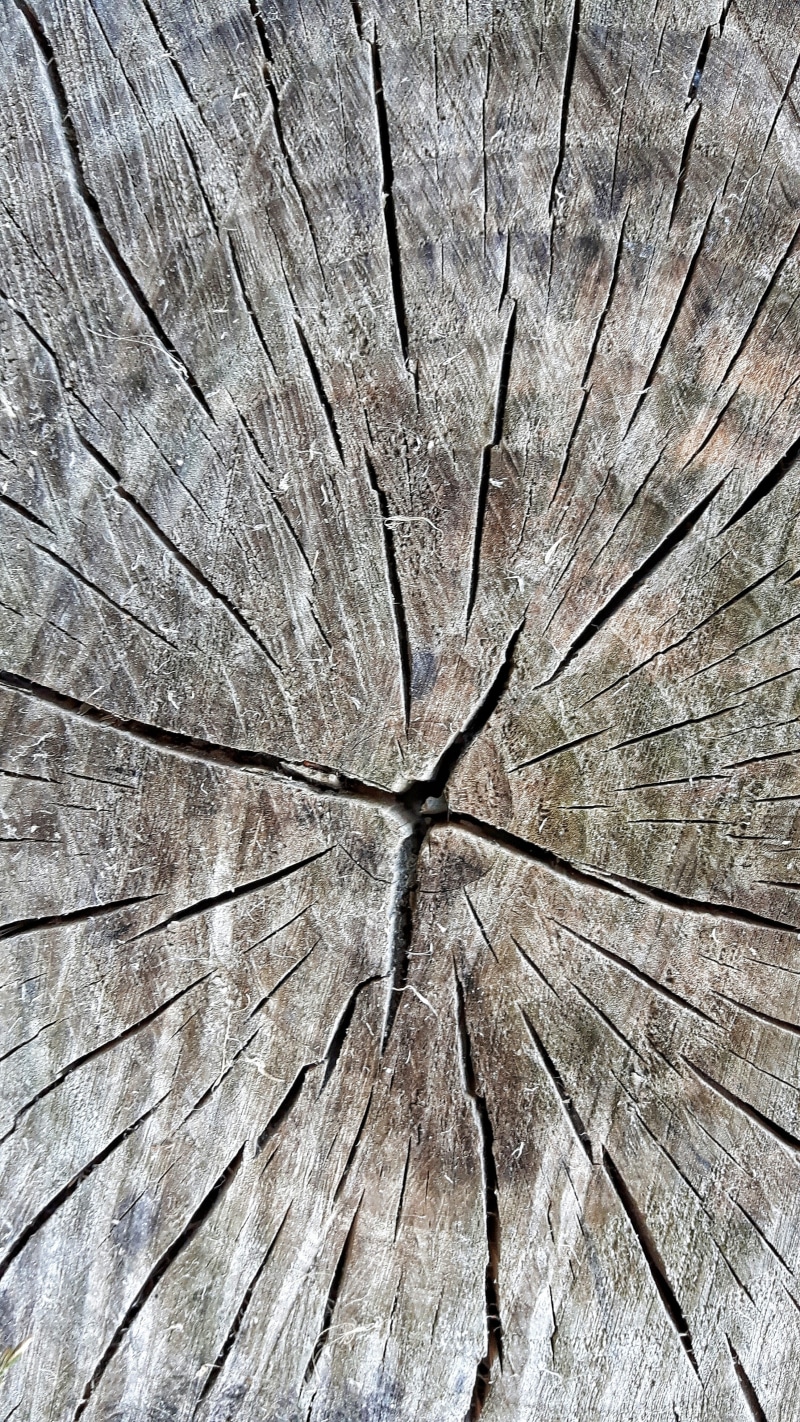 texture, tree stump, outdoors, 4K, tree ring, wood - material, cracked, node, nature, cross section, pattern, close-up, bark, directly above, day, no people