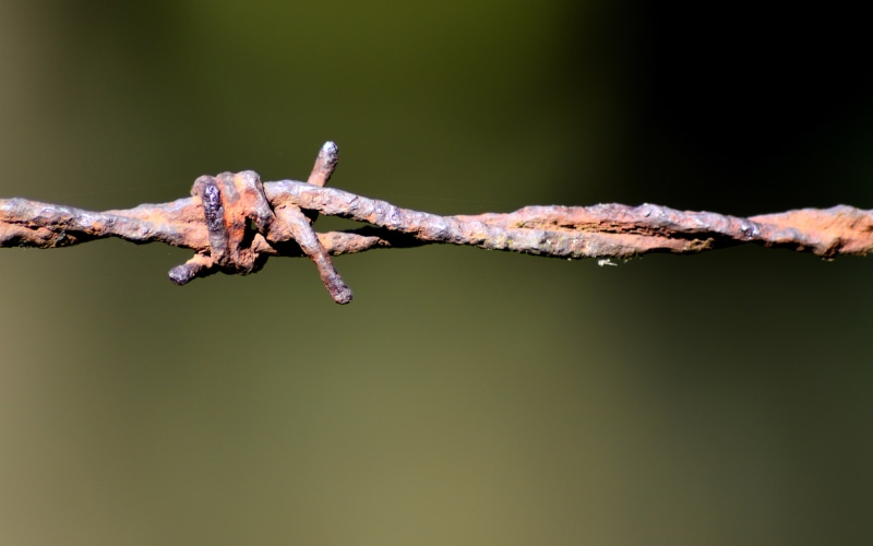 metal, tree, twisted, nature, focus on foreground, protection, branch, copy space, outdoors, plant, close-up, green color, twig, barbed wire, wire, no people