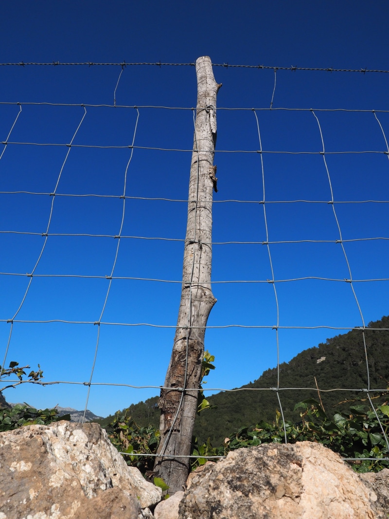 fenced, cattle fence, tree, sheep fence, land, wildzaun, safety, 4K, demarcation, wire meshes, nature, wildgatter, wildlife fence, defense, sport, protection