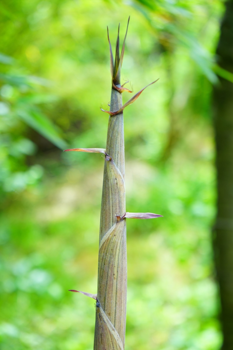 nature, animal wildlife, day, bamboo, animals in the wild, wood - material, bamboo garden, tree, close-up, engine, sprout, leaves, near, no people, tranquility