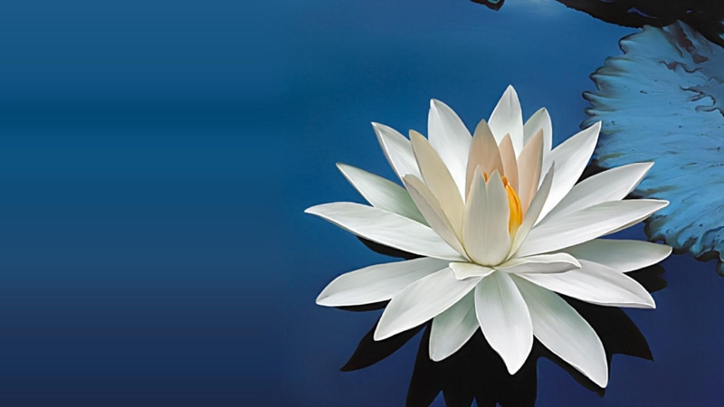 water, lily, blue water, water lily, 1080P, flowers, white lily