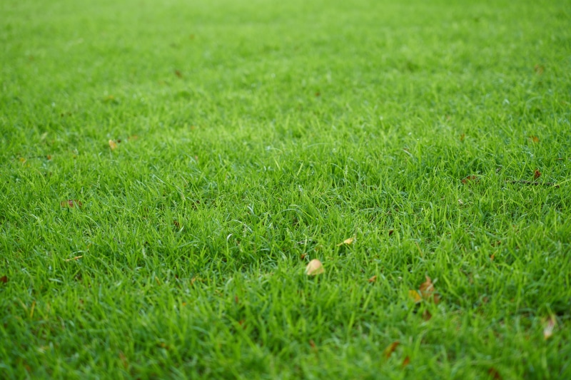 field, day, 5K, color, selective focus, detail, freshness, copy space, tranquility, lawn, green, motif, no people, composition, summer, macro, nature