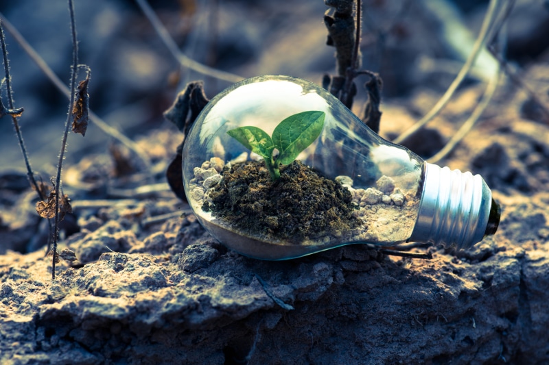 soil, leaf, close-up, environment, field, plant part, dirt, glass, planter, solid, green color, gray, sunlight, light bulb, rock, nature, sapling, growth