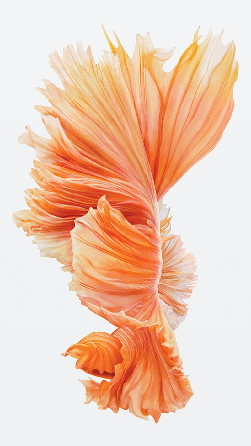 orange color, softness, 1080P, cut out, water, motion, iPad, beauty in nature, underwater, white color, freshness, iOS, white background, orange, pink
