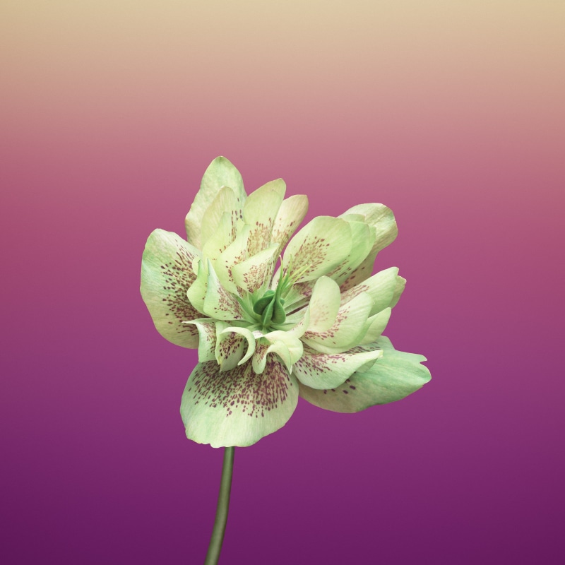 no people, flower head, food, food and drink, indoors, iOS, green color, flowering plant, 1080P, plant, pink background, purple, nature, iPad, close-up