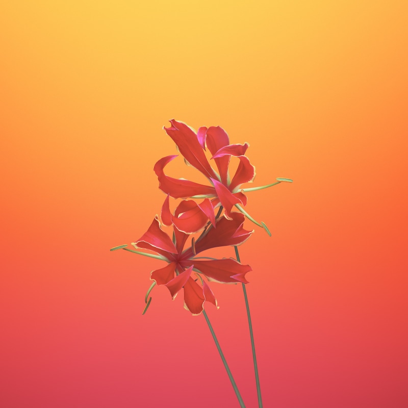 flower, gloriosa, ios, 1080P
