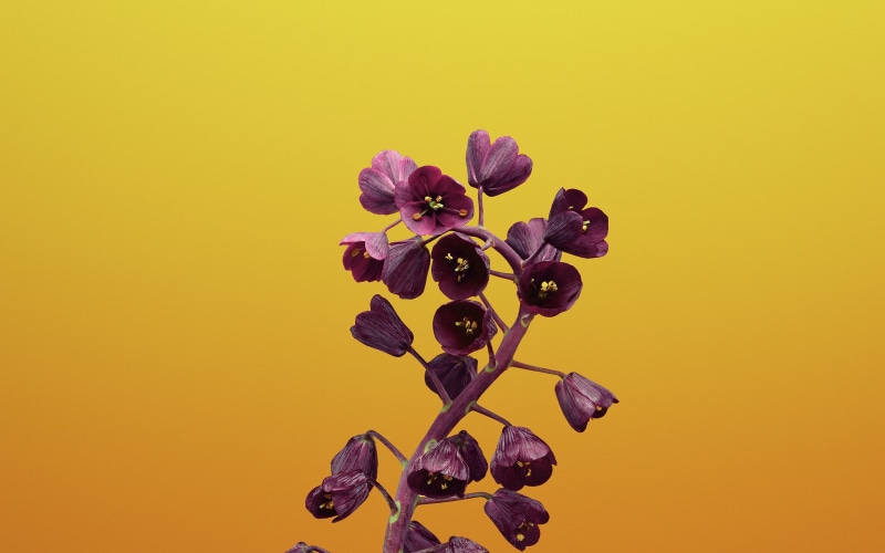 apple, purple, fragility, flowering plant, vulnerability, wall, indoors, growth, nature, iphone, inflorescence, flower head, 2K, hd, close-up, fritillaria