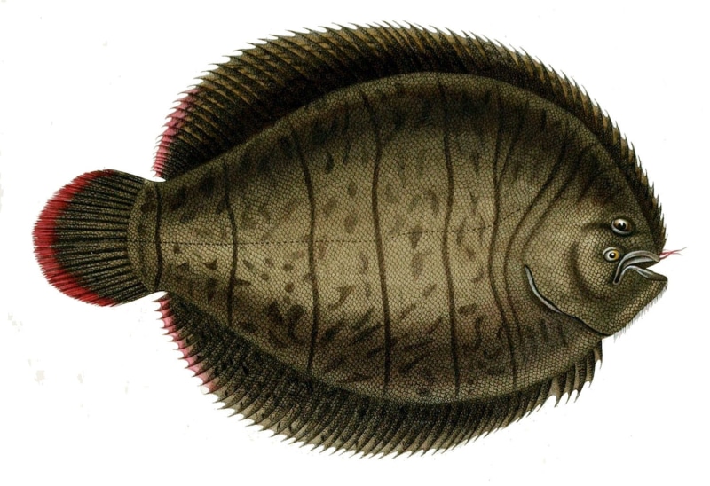isolated On White, studio shot, sole, high angle view, achirus, design, single Object, Lined Sole, hat, flatfish, still life, pattern, lineatus, fish, indoors