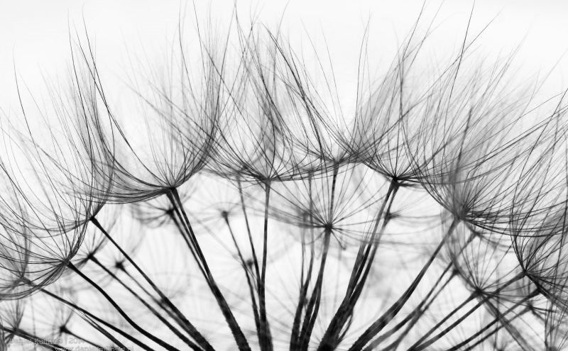 close-up, sky, flower, Seeds, land, focus on foreground, day, Dandelion, selective focus, bunch, nature, field, vulnerability, freshness, softness, outdoors