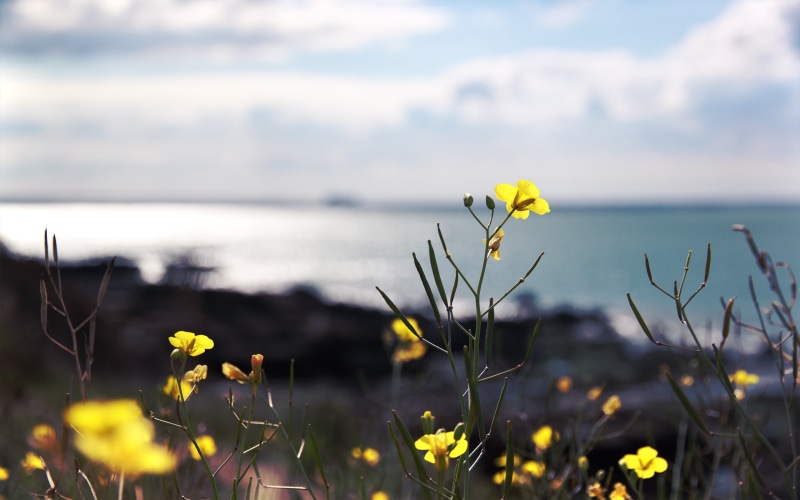 flowers, fragile, yellow, 2K, macro