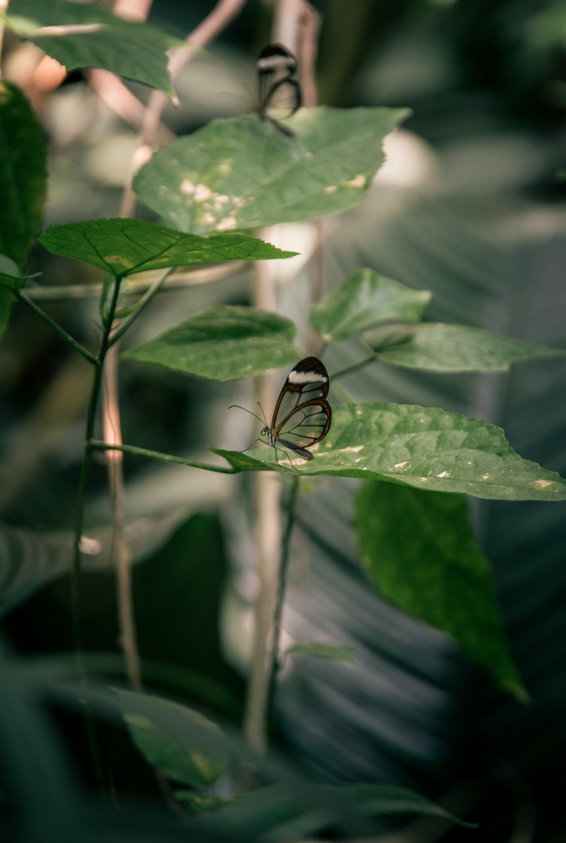outdoors, animal themes, animal wildlife, no people, beautiful, glasswing, beauty in nature, delicate, one animal, growth, animals in the wild, butterfly - insect