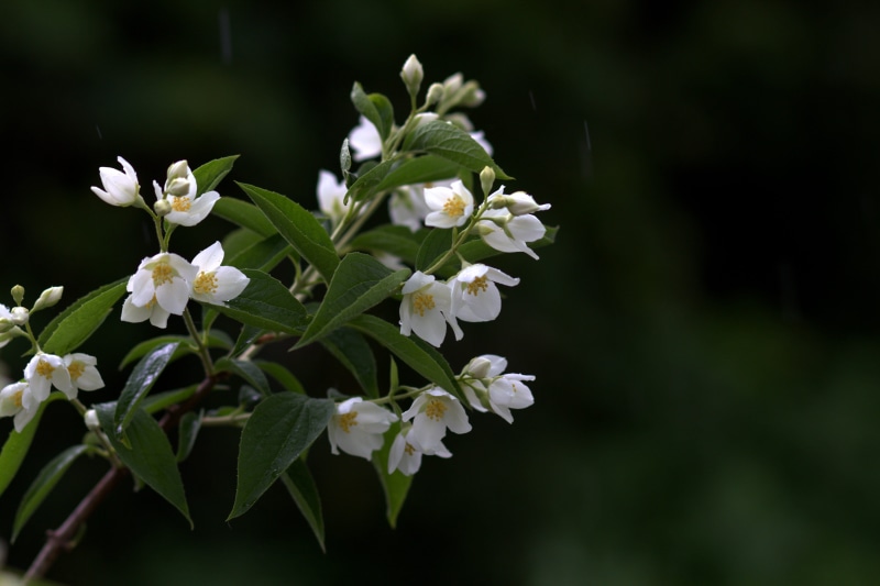 inflorescence, photography, focus, Jasmine, plant part, petal, white, outdoors, leaf, Rain, fragility, shallow, growth, day, beauty in nature, Flower, 5K