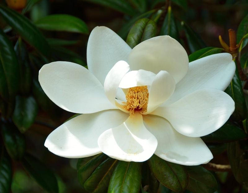 growth, close, season, blooming, garden, flower head, plant part, nature, bud, freshness, close-up, petals, natural, bloom, flowering plant, pollen, scented