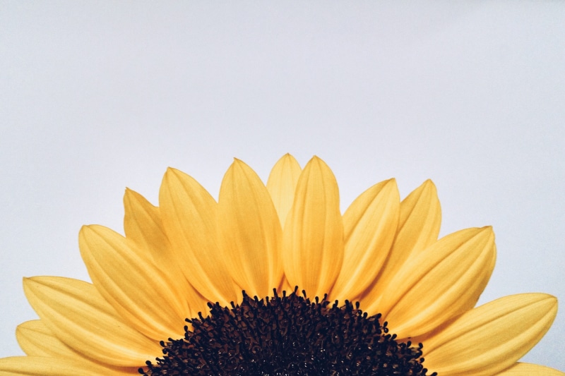 yellow, beauty in nature, Sunflower, growth, natural, single Flower, summer, flowers, pollen, plants, flower, petal, studio shot, fragility, 2K, copy space
