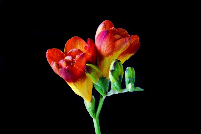 black background, no people, red, sia, photography, blossom, leaf, 5K, yellow sia, plant, bloom, nature, close-up, fragility, freesia, flower, schnittblume