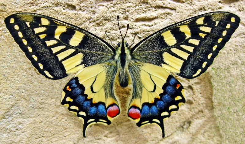 no people, lepidoptera, animal, black, wings, flower, natural pattern, swallowtail, day, bug, insect, invertebrate, close-up, swallow tailed butterfly