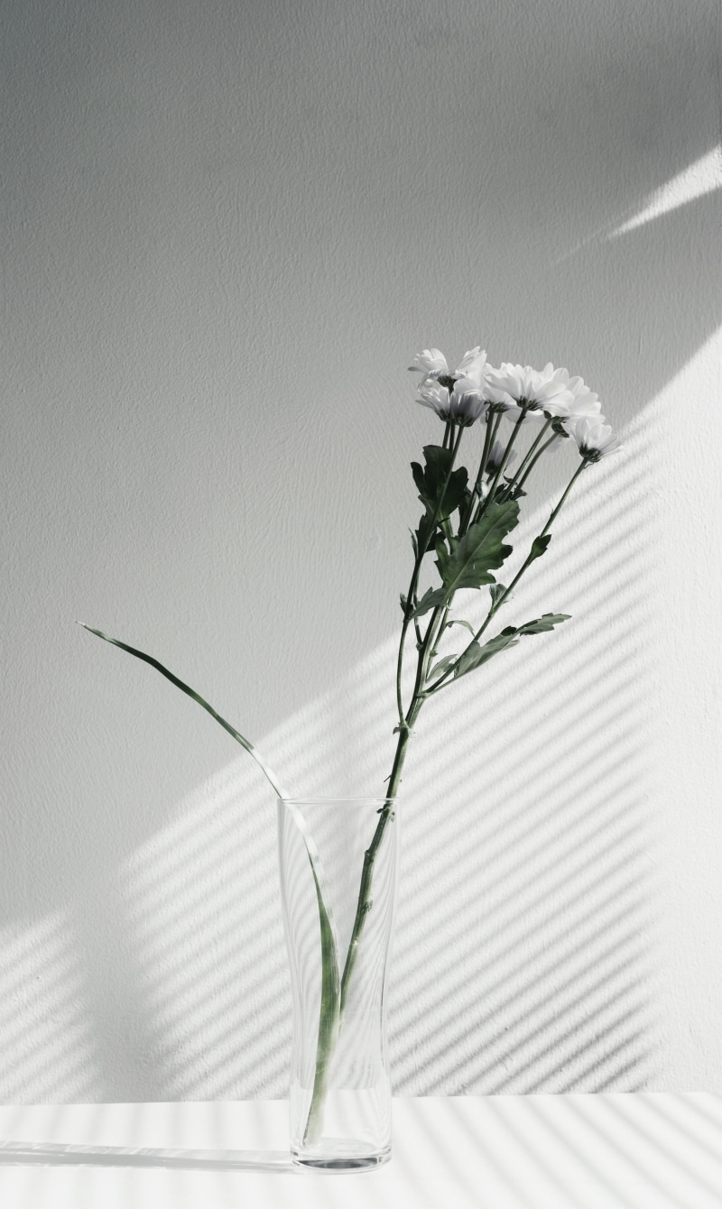 plant stem, white color, 5K, fragility, leaf, close-up, petal, freshness, flowers, petaled, bouquet, inflorescence, minimalism, glass, vase, beauty in nature