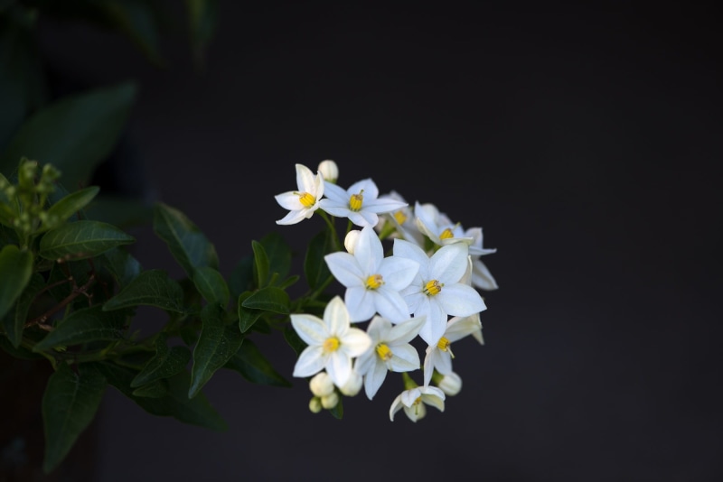 flowering plant, selective focus, plant part, focus, flower head, flower, photography, beautiful, studio shot, 1080P, vulnerability, garden, selective