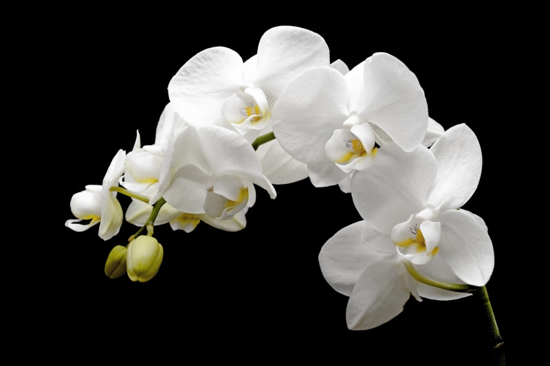 blossom, orchid, cut out, growth, 5K, black background, no people, bud, petal, freshness, food, tropical, vulnerability, orchids, flower, white, beauty in nature