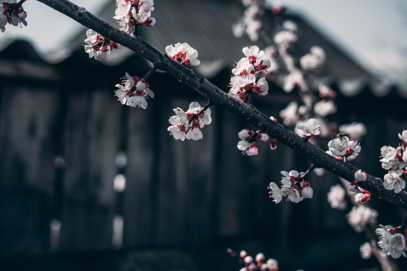 vulnerability, cherry, tree, cherry blossom, peach, garden, freshness, focus on foreground, plant, flower head, springtime, outdoors, spa, bud, 5K, blossom