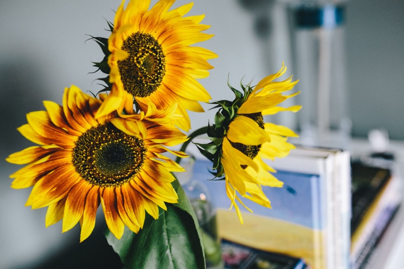 indoor, close-up, summer, 2K, inflorescence, bunch of flowers, flower, focus on foreground, selective focus, yellow, vulnerability, no people, petal, Sunflowers