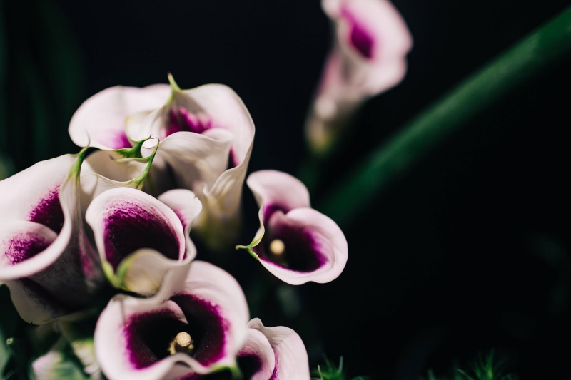close-up, inflorescence, growth, nature, plants, day, flowers, flower, 2K, bud, no people, ups, pink Color, close, macro, selective focus, vulnerability