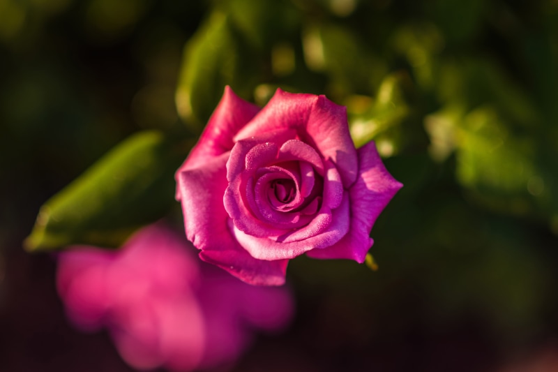 pink, close-up, rose - Flower, no people, love, flowers, inflorescence, fragility, roses, vulnerability, nature, flowering plant, plant, pink rose, petal