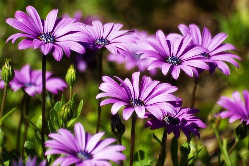 close-up photography, nature, 2K, purple, plant, close-up, close, fiori, Flowers, photography, petal, osteospermum, Daisies, summer, outdoors, flower